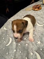 Te Koop Mooie Jack -Russel pups, Rabiës (hondsdolheid), Jack Russell Terriër, Reu, 8 tot 15 weken