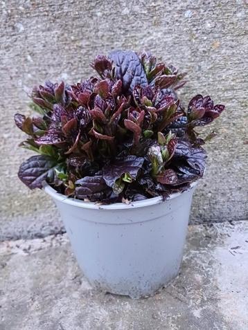 ajuga reptans 'atropurpurea'