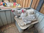 Twee leuke kriel haantjes gratis af te halen, Dieren en Toebehoren, Pluimvee, Mannelijk, Kip