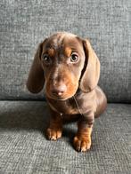 Prachtige Teckel pups te koop, Particulier, 8 tot 15 weken, Dwerg, Parvo