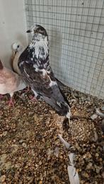Mooie Haagse Kroppers, Dieren en Toebehoren, Vogels | Duiven, Meerdere dieren, Kropper