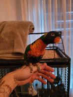 Super tamme jonge lori, Mannelijk, Papegaai, Tam