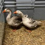 Schimmel bonte ganzen (koppel), Dieren en Toebehoren, Pluimvee, Meerdere dieren, Gans of Zwaan