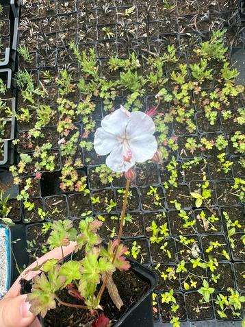 Geranium ‘Biokovo’ beschikbaar voor biedingen