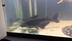 Gratis Pangasius 2 x 45/50cm, Dieren en Toebehoren, Vissen | Aquariumvissen, Vis