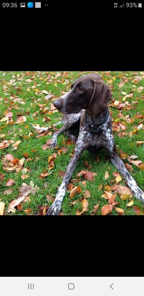 Gevraagd: Duitse Staande Korthaar, Dieren en Toebehoren, Honden | Setters en Staande honden, Teef, Duitse Staande hond, Particulier