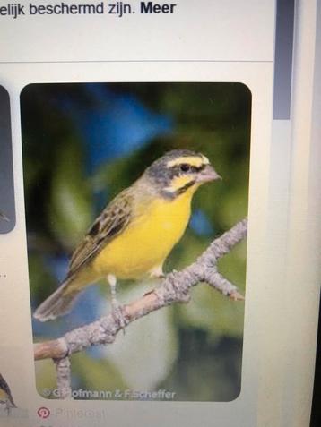 Mozambique sijs man  beschikbaar voor biedingen