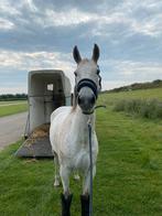 Lieve vliegenschimmel merrie te koop!, Dieren en Toebehoren, Pluimvee, Vrouwelijk, Kip