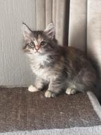 maine coon kittens, Dieren en Toebehoren, Meerdere dieren