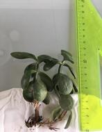 Bio stekjes geluksboompje geldboompje Crasula Ovata, Huis en Inrichting, Kamerplanten, Vetplant, Ophalen of Verzenden, In pot