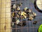 kuikens chinese dwergkwartels, Dieren en Toebehoren, Pluimvee, Meerdere dieren, Overige soorten