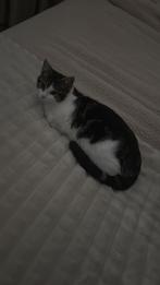 Poes, Ophalen of Verzenden, Katten