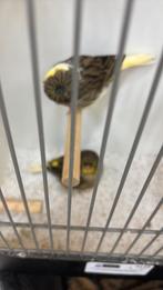 Glosters te koop, Dieren en Toebehoren, Meerdere dieren