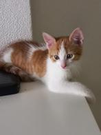 Mooie rode Kitten van 9 week, Dieren en Toebehoren, Katten en Kittens | Overige Katten, Poes, Kortharig, 0 tot 2 jaar