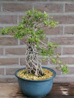 Bonsai azalea, Tuin en Terras, Minder dan 100 cm, Lente, Overige soorten, Ophalen