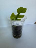 Monstera minima/ rhaphidohora tetrasperma variegata, Huis en Inrichting, Kamerplanten, Ophalen of Verzenden, Overige soorten, Minder dan 100 cm