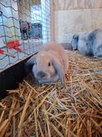 Leuke konijntjes, Dieren en Toebehoren, Vrouwelijk, Dwerg, Hangoor, 0 tot 2 jaar
