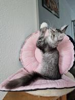 Maine coons -laatste poesje met  stamboom, Dieren en Toebehoren, Katten en Kittens | Raskatten | Langhaar, Meerdere dieren, Gechipt