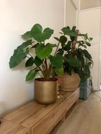 Homalomena Maggy in goudkleurige bloempot, Huis en Inrichting, Ophalen of Verzenden, In pot, Halfschaduw, Minder dan 100 cm