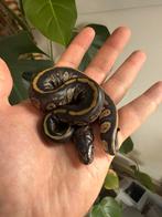 Baby vrouwtje stranger konings python, Dieren en Toebehoren, Reptielen en Amfibieën, Slang