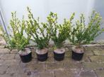 Ilex crenata Green Hedge AANBIEDING!, Ophalen, Hulst, Haag, Minder dan 100 cm