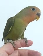 Jonge Agapornis Roseicollis /Dwergpapegaai wildkleur rood, Vrouwelijk, Dwergpapegaai of Agapornis