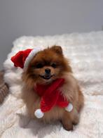 Pomeriaan dekreu fci stamboom & getest & neusmeting, Reu, Parvo, Eén hond, 3 tot 5 jaar