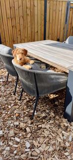 Labradoodle pup, Reu, CDV (hondenziekte), 8 tot 15 weken, Labrador retriever