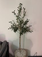 Kunst Olijfboom Te Koop (ZGAN) 160 cm, Ophalen, Zo goed als nieuw, Binnen