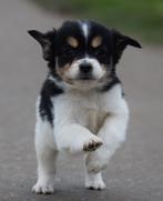 Leuke Boerenfox pups, Jack Russell Terriër, CDV (hondenziekte), 8 tot 15 weken, Meerdere