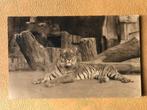 ansichtkaart van de Zoo van Antwerpen ; tijger uit 1924., Verzamelen, Verzenden, 1920 tot 1940, Vogel