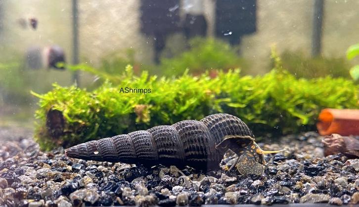 Tylomelania Yellow Spot, Dieren en Toebehoren, Vissen | Aquariumvissen, Zoetwatervis, Slak of Weekdier