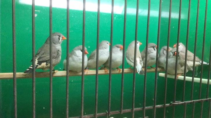 Zebravinken, zebravink., Dieren en Toebehoren, Vogels | Overige Vogels, Tropenvogel, Meerdere dieren, Geringd