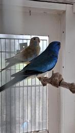 parkiet, Dieren en Toebehoren, Meerdere dieren, Parkiet, Geringd