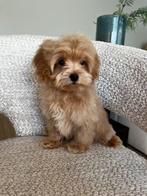 Premium maltipoo f1 reutje mini pup, Dieren en Toebehoren, Honden | Chihuahua's en Gezelschapshonden, Rabiës (hondsdolheid), 8 tot 15 weken