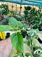 Monstera egregia - Unieke Kamerplant, Overige soorten, In pot, Minder dan 100 cm, Groene kamerplant