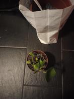 Peperomia Peper Omia Kamerplant Kamer plant+ Extra Potten, Huis en Inrichting, Kamerplanten, Ophalen of Verzenden, Halfschaduw