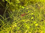 NeoCaridina sp. Davidi - Sakura Red - Vuurgarnalen, Dieren en Toebehoren, Vissen | Aquariumvissen, Kreeft, Krab of Garnaal, Zoetwatervis