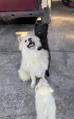Duitse Spitz, Dieren en Toebehoren, Meerdere, Meerdere dieren, Klein, Nederland