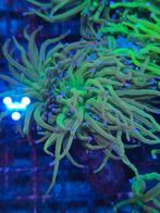 Euphyllia torche zeeaquarium koraal stekken, Dieren en Toebehoren, Vissen | Aquaria en Toebehoren, Ophalen of Verzenden, Nieuw