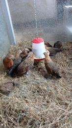 Jonge drentse krielen, Dieren en Toebehoren, Pluimvee, Meerdere dieren, Kip