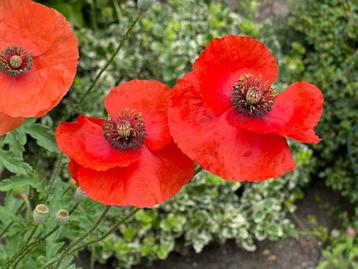 Zaden grote klaproos (Papaver rhoeas) - inheems beschikbaar voor biedingen
