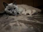 Byzondere Britse Korthaar Bluepoint kittens, te reserveren, Meerdere dieren, Ontwormd