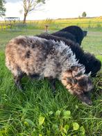 Ouessant schaap ooi, Dieren en Toebehoren, Schapen, Geiten en Varkens, Vrouwelijk, Schaap, 0 tot 2 jaar