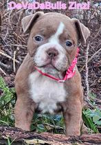 Uitzetgezin gezocht voor 1 reutje en 1 teefje, Dieren en Toebehoren, Reu, CDV (hondenziekte), 8 tot 15 weken, Bulldog