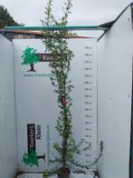 Rode vuurdoorn 200 cm, Tuin en Terras, Ophalen, Overige soorten, 100 tot 250 cm