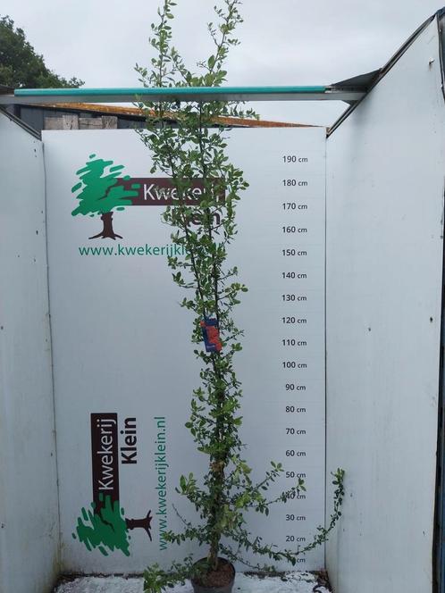 Rode vuurdoorn 200 cm, Tuin en Terras, Planten | Bomen, Overige soorten, 100 tot 250 cm, Ophalen