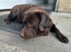 Aankondiging Labrador nest, Dieren en Toebehoren, 8 tot 15 weken, Labrador retriever, Meerdere, Meerdere dieren