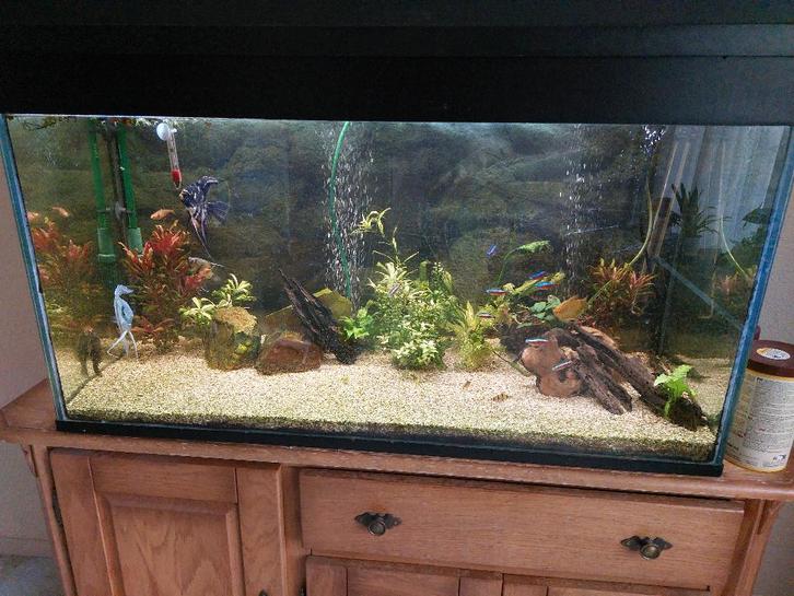 Aquarium, Dieren en Toebehoren, Vissen | Aquaria en Toebehoren, Gebruikt, Leeg aquarium, Ophalen