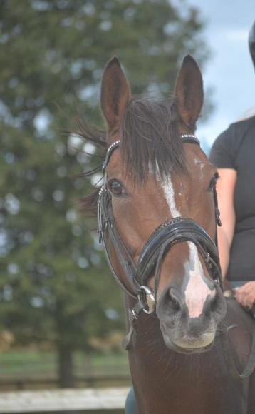Brave grote ruin ! beschikbaar voor biedingen
